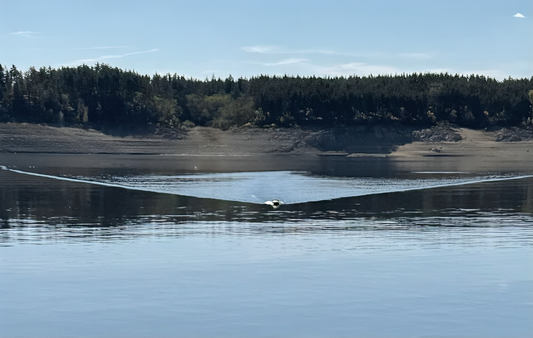 Как да изберем лодка за захранка за шарани